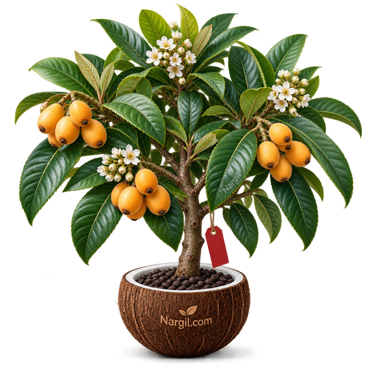 Nargil_Eriobotrya japonica